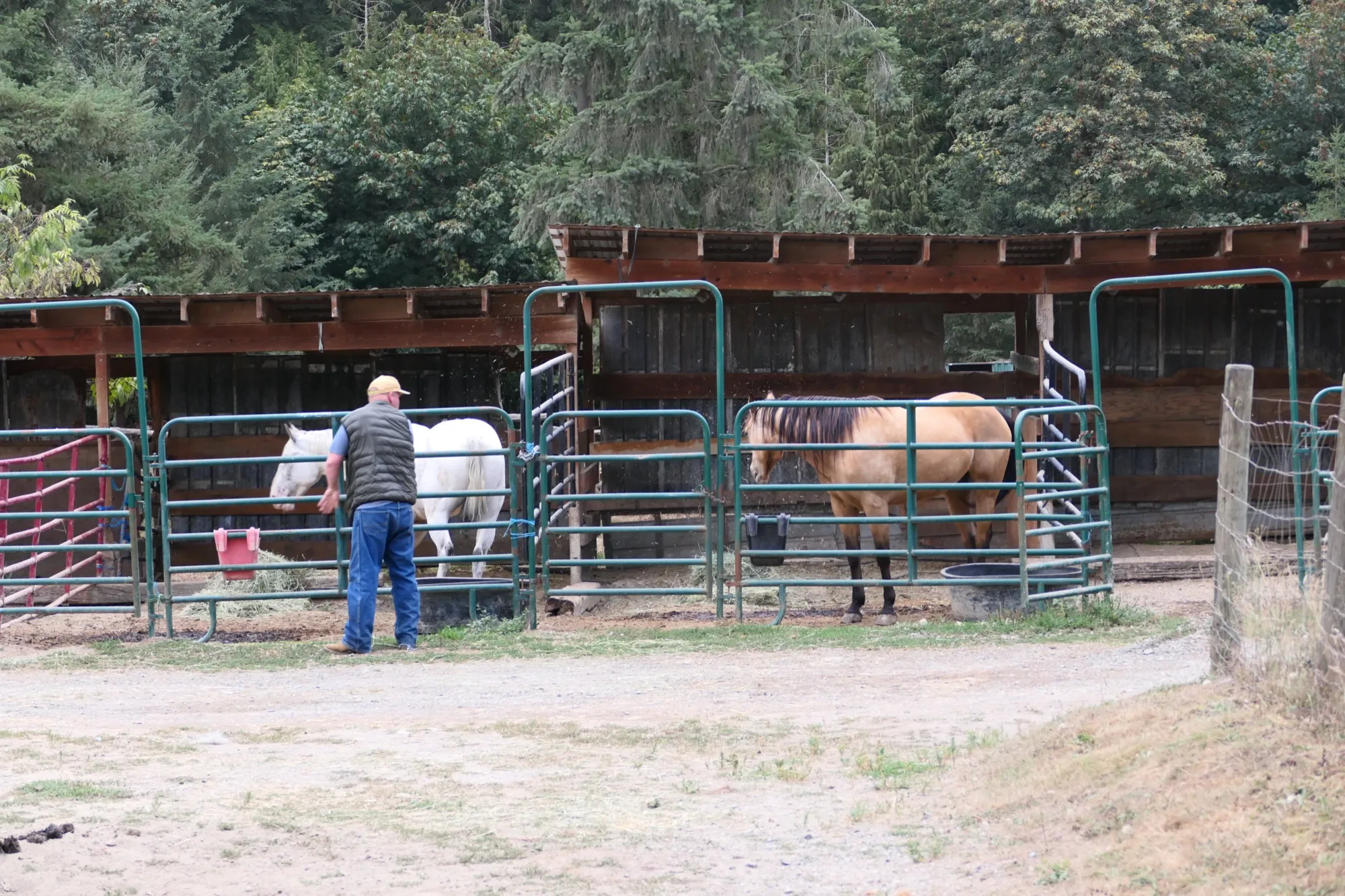 Two horses looking out from their stalls as a resident stops to visit